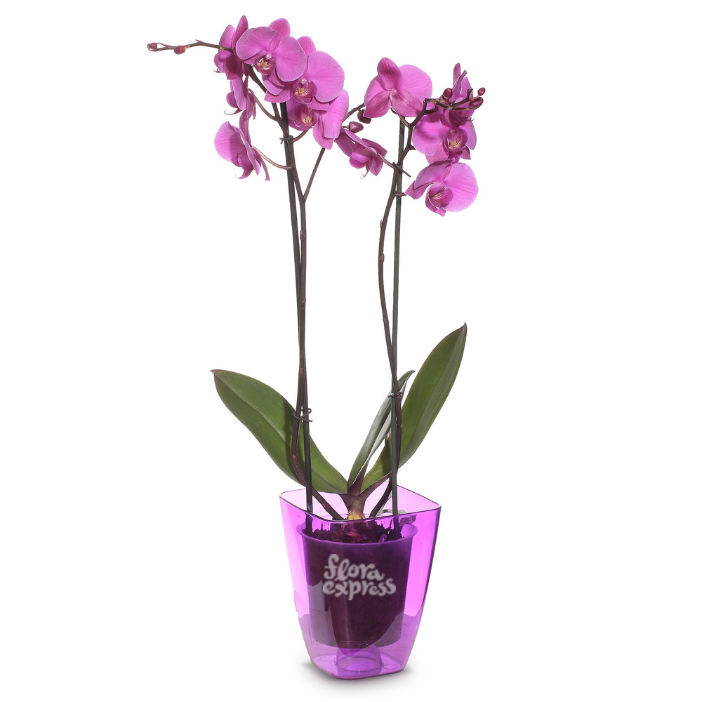 

Букет «Flora Express», Орхидея «Нежность»